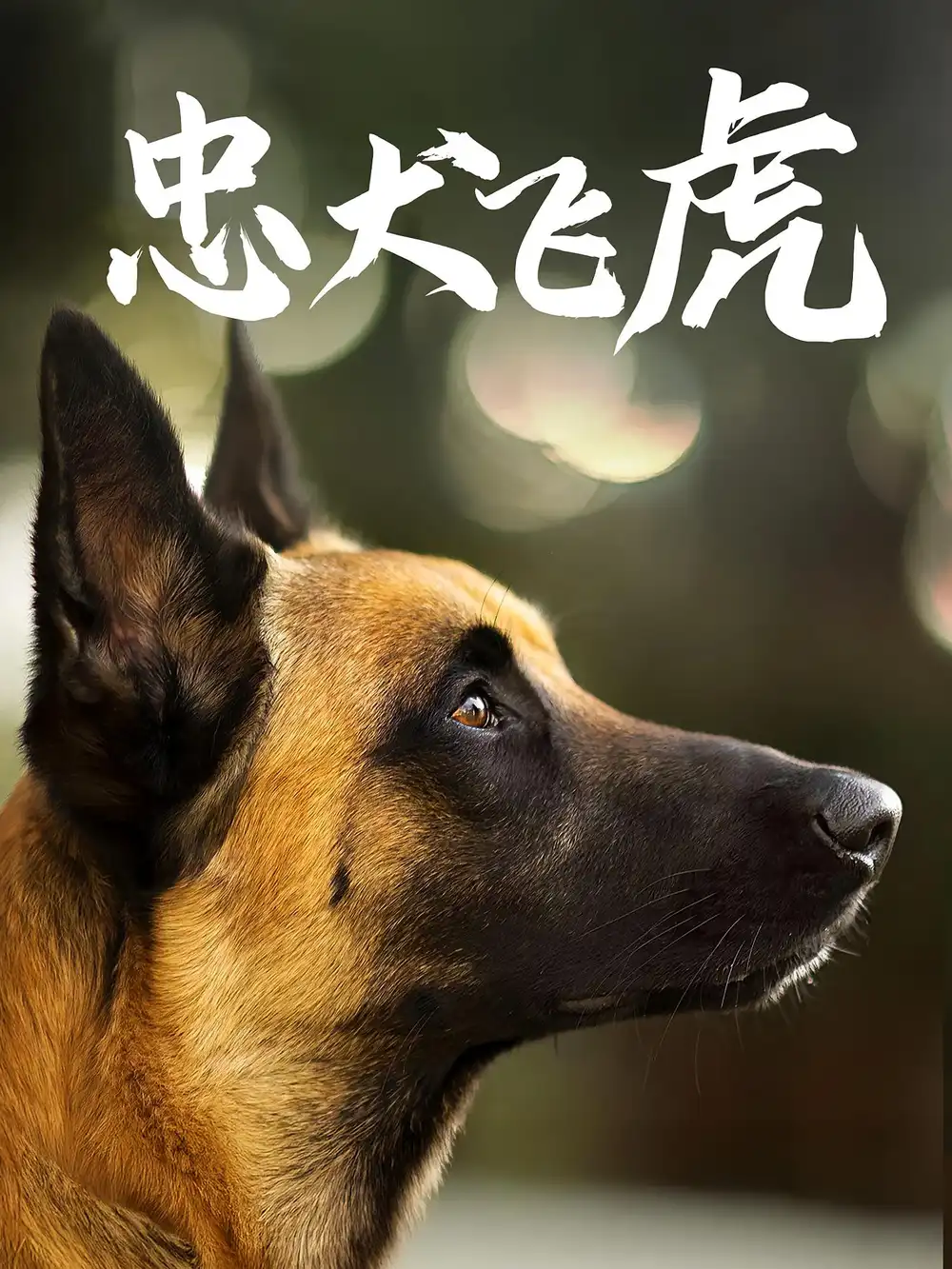 短剧《忠犬飞虎》高清完整版全集免费在线观看